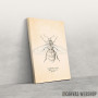Slika Anthophila Bee Slika Anthophila Bee