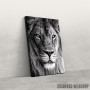 Slika wild lion face Slika wild lion face