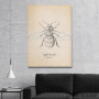 Slika Anthophila Bee Slika Anthophila Bee